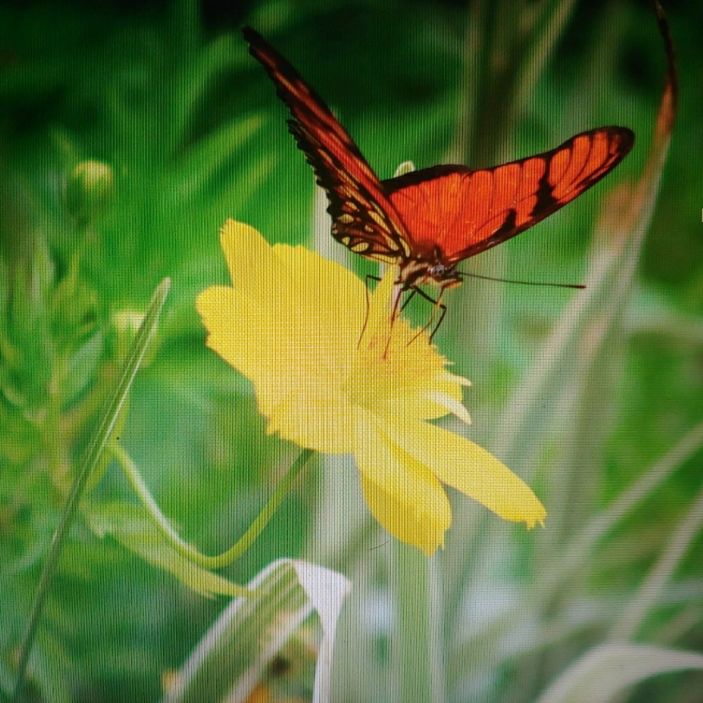 Meet your Posher, Tina